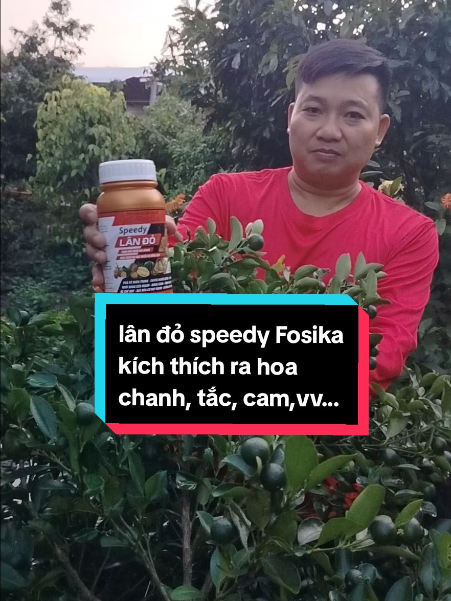 Lân đỏ speedy Fosika kích thích ra hoa chanh, tắc,cảm,vv ...#@chí nguyện #lamvuon 