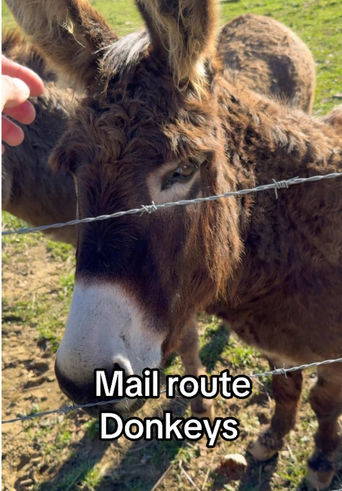 These donkeys are cool. Maybe the cow will warm up some day #donkey #donkeysoftiktok #animalsoftiktok #animallover 