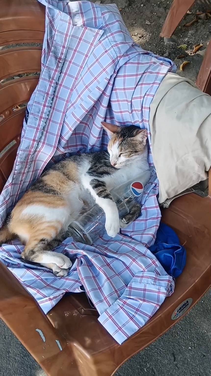 🐱♥️ #michis #cat #hopecore #fyoupage #amantesdelosgatos #pepsi #parati 