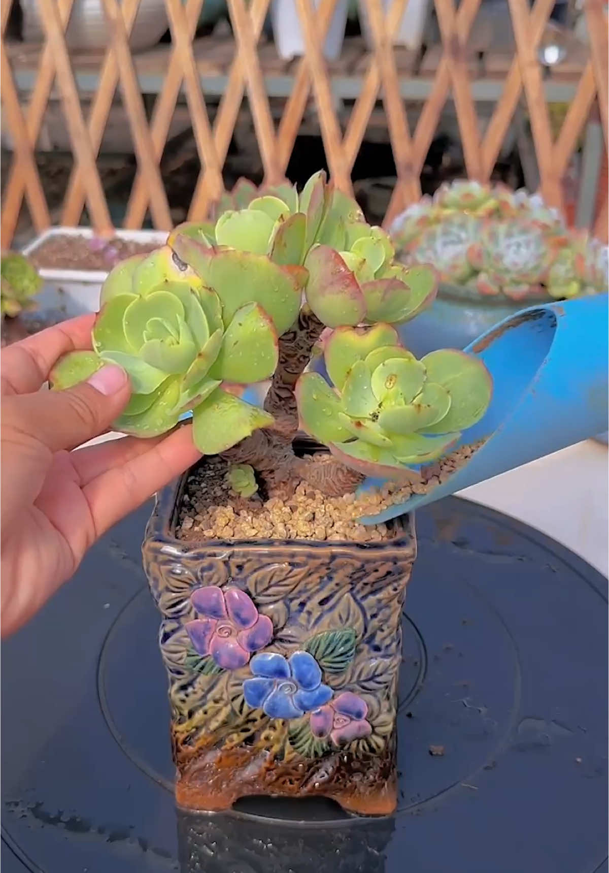 Nhân giống sen đá 🪴 #senda #senđá #vuonsenda #succulents #suculentas