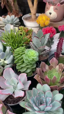 stoknya masi ready, co langsung dapat 20 ya  #succulents #tanaman #kaktus #sansiveria 