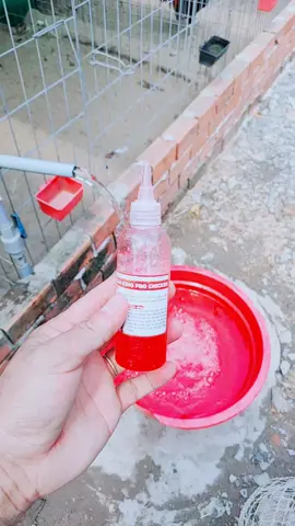 sữa tắm kinh pro giúp gà long bóng và đẹp