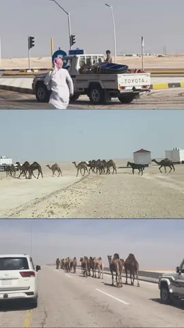 شفوف بدوٌ ماتفكر في علوم الاقتصاد مافيه شي غير حب البل يتل قلوبها🐪،. #عام_الابل #شديد #عشوائيات #explore #CapCut 