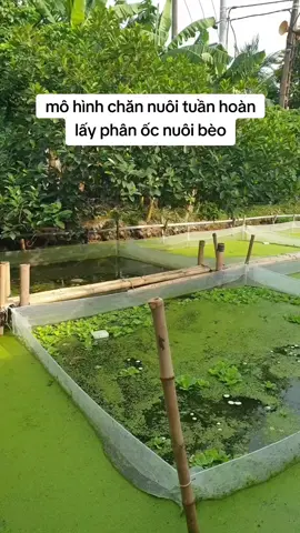 Tráng lưới nuôi ốc cho các bác #tráng_lưới_nuôi_ốc_ếch_cá #vèo_lưới_nuôi_ếch 