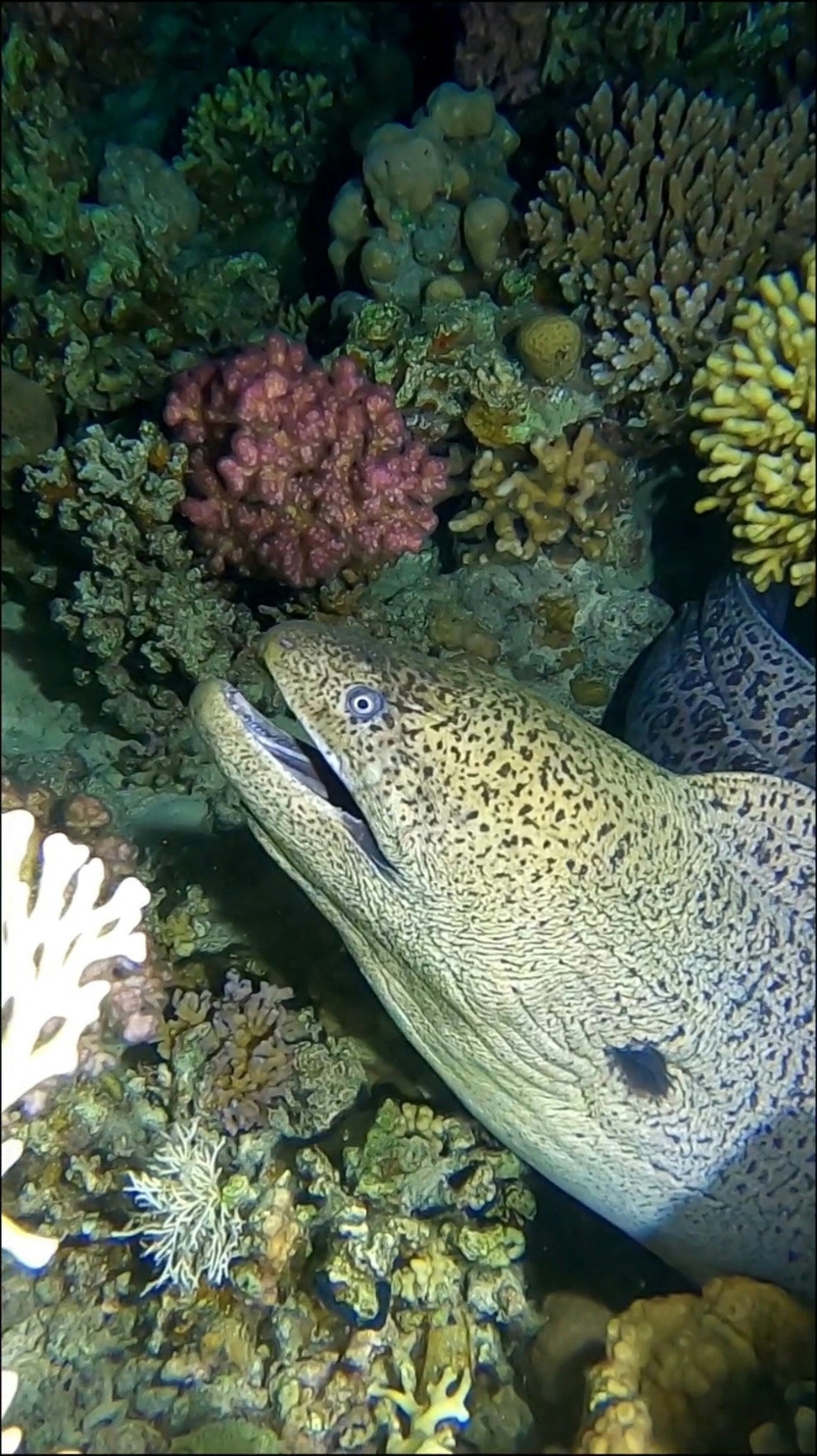 Night dive with moray eel 📍Diving in The Red Sea 🇪🇬  For more: @let_us_dive #diving #morayeel #moray #scubadiving #underwater #scuba #sealovers #sealife #marinelife #underwaterworld #nightdive 