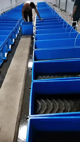 Kỹ thuật nuôi lươn không bùn và nâng cấp thùng xốp lên thùng nhựa #nuoiluonkhongbun #eel #longaqua #thitruong #kinhte