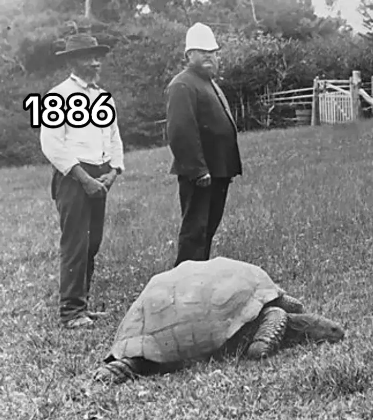 the oldest turtle in the world jonathan  #fyp #foryou #jonathantortoise #masukberanda #fypage #respect #imissyou #moost? #xyzbca #fyppppppppppppppppppppppp 