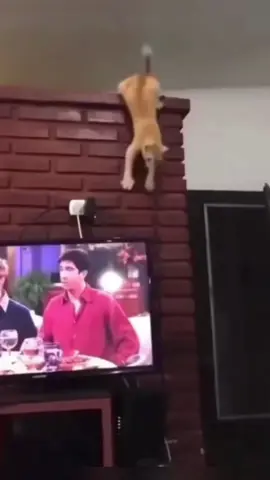 #funnyvideos😂 #cat 
