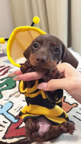 My cure dachshund puppy in a bee suit!#dachshund #minidachshund #sausagedog #mylove #dachshundpuppy #puppy #fyp 