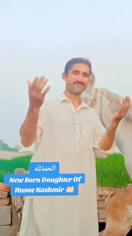 Masha ALLAH New Born 🤲🏻 Filly Sired by Husne Kashmir Bhai Zulafqar Gujjar wala Mushka panjkalyan   Grand Doughter Of ( Jagsinghar ) Brand  Mother Side karma wali pure Ravi Breed 🌹 #GR_Farming #rahmani_horse_club #sargodha 