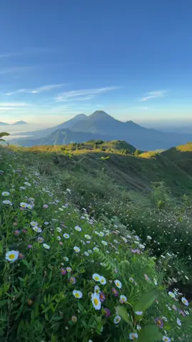 Gunung Prau ketika sesuai ekspektasi 🫶. Gunung dengan view tercantik di Jawa Tengah, apalagi ketika bunga-bunga Daisy sedang bermekaran, beuuhh cantik banget kayak istri orang. #GunungPrau #Wonosobo #Pendaki #PendakiGunung #BungaDaisy #fyp #foryou 