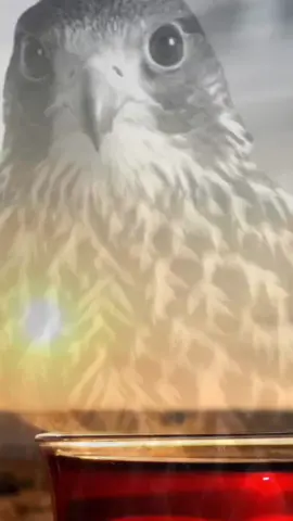 إنصدمت وخاب ظني في صديق #بدون_موسيقى #تصويري #محمد_النويرة #الصداقة #الوفاء 