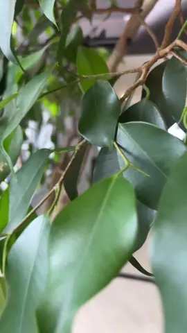 Dwell in gratitude ❤️❤️