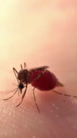 What Happens When a Mosquito Overfeeds?  #Science #facts #DidYouKnow #knowledge #mosquito #mosquitoburst