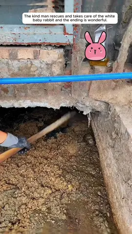 Cute rabbit 🥰🥰🥰🥰🥰🥰🥰🥰🥰🥰🥰#rescue #rescueanimals #animals #animalsoftiktok #rabbit #rabbitsoftiktok #loveanimals  #bunny #bunnyvideos 