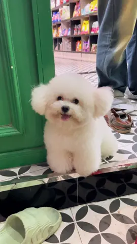 Đến khi dơ hôi ai cũng né mình😖#chomeodethuong #chomeo #chomeodangyeu #chomeohaihuoc #chopoodle #fyp #thucung #thucungdethuong #thucungvuinhon #meo #xuhuongtiktok2023 #shopthucung 