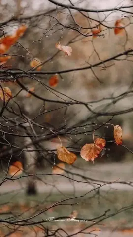 #настроение #осень2024 #ноябрь #холодно #дождь #будьтедобрее #позитив #вдохновение #тихого_мирного_дня 
