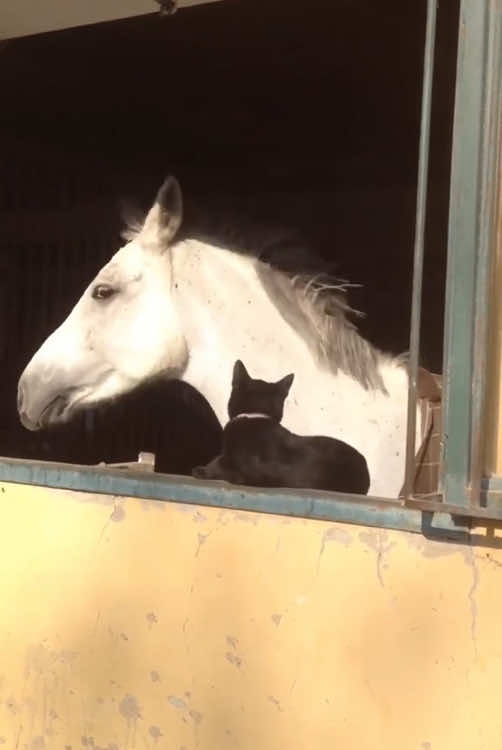 Cats will fight back.#tiktok #foryou #catsoftiktok #cat 