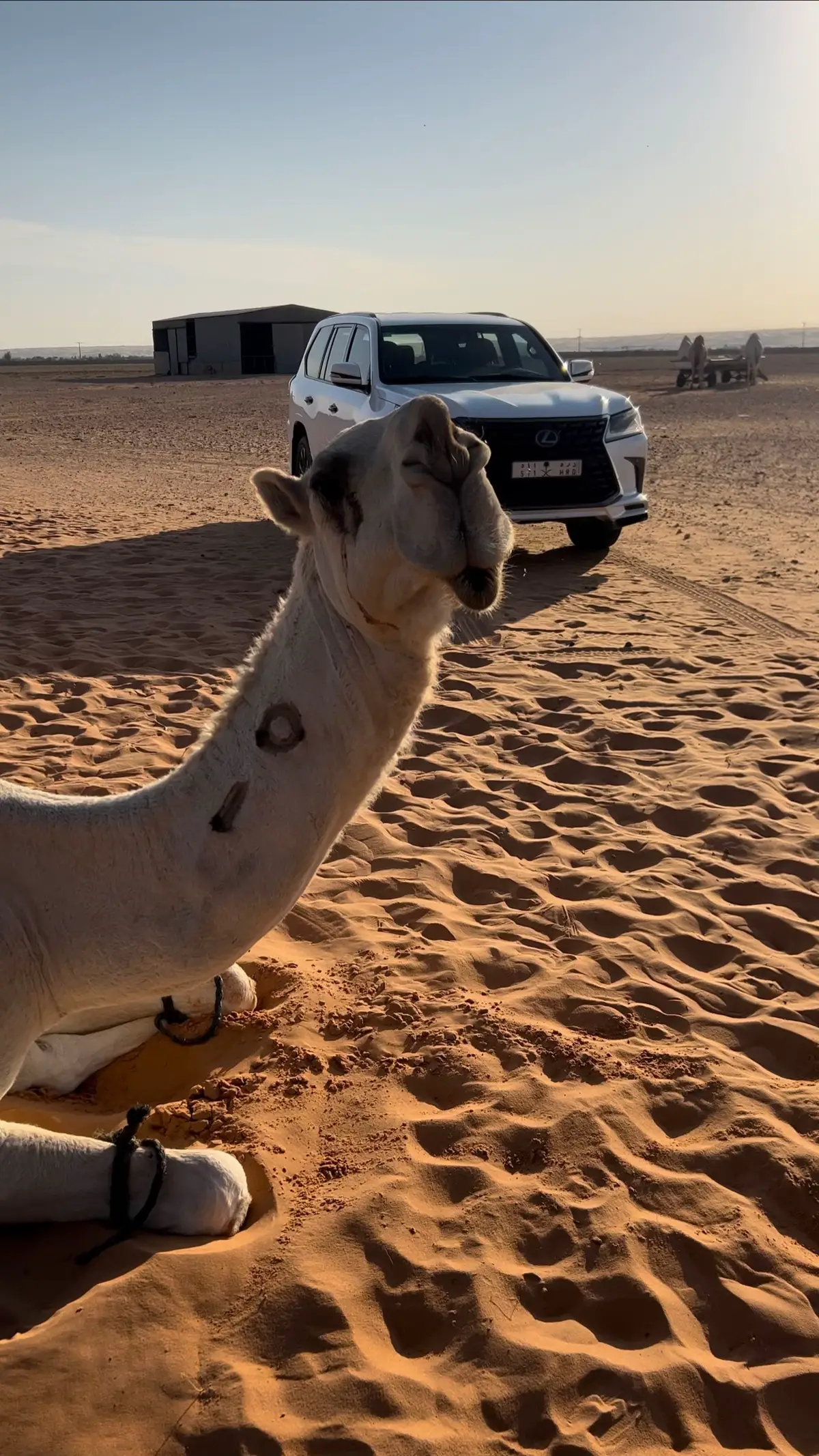 #غلا_الاومير #ماشاءالله #محبوبات #مهنا_العتيبي 