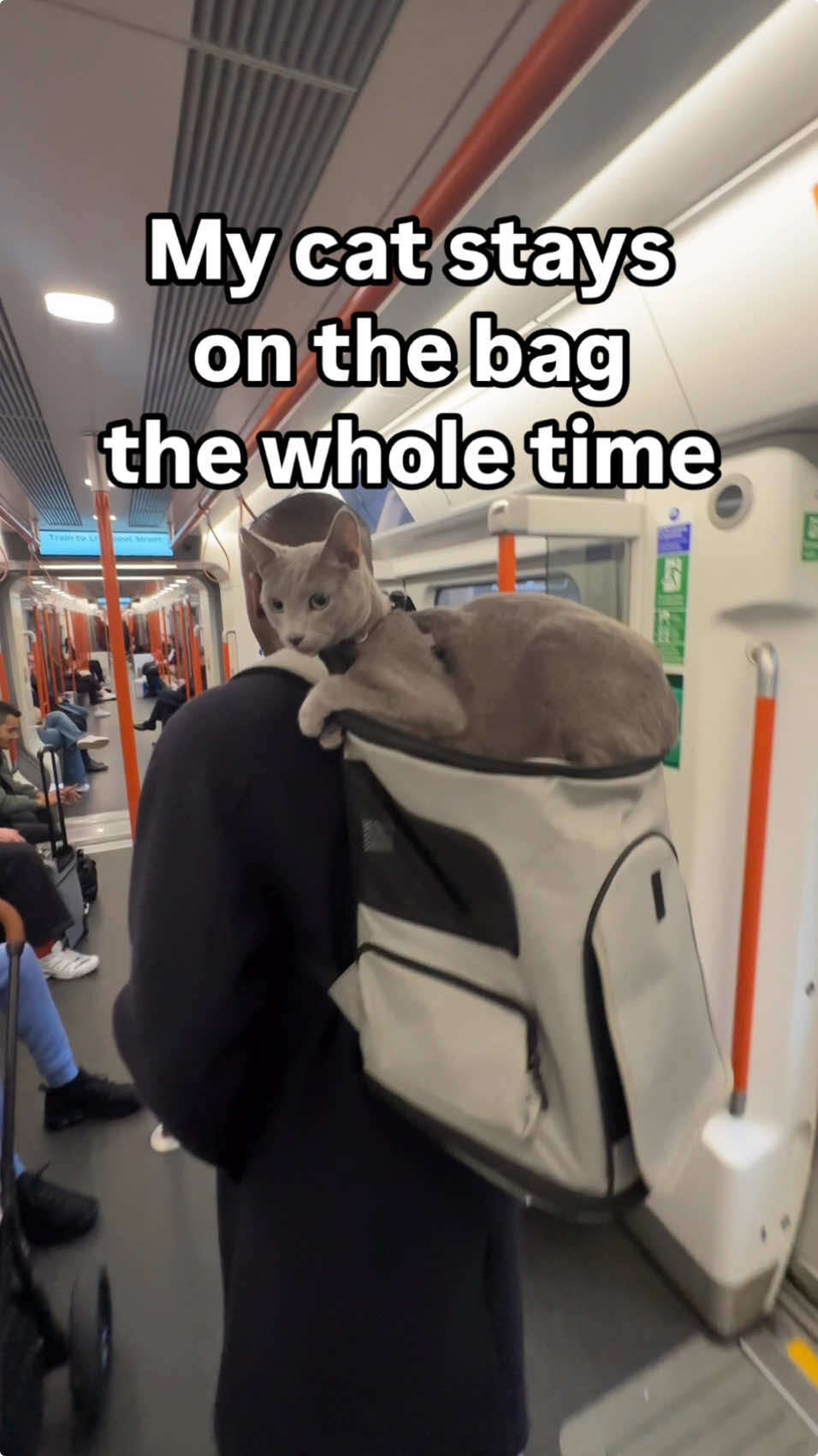 He made so many people smile on the overground! #cat #cattok #catsoftiktok #kitten #russianbluecat #russianblue #catlovers #catwalkingonleash #meow #catharness #visitlondon #shouldercat #cutecat #adventurecat