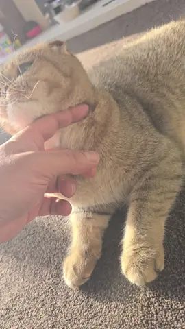 #fyp #catsoftiktok #scottishfold #cutecat #foryoupage 
