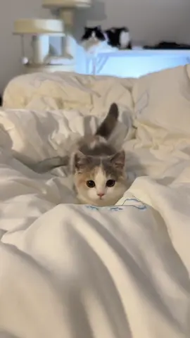 #猫動画 #可愛いペット #cat #猫好きさんと繋がりたい #猫のいる暮らし 