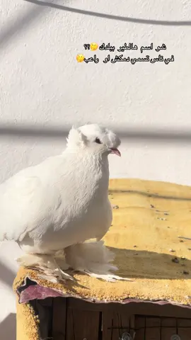 🤔🤔🤔 #حمام_الزينة #طيور_الزينة #حمام_زاجل #حمام_باكستاني #زواجل_الموصل✌ #تركيا🇹🇷اسطنبول #العراق_السعوديه_الاردن_الخليج #سوريا_تركيا_العراق_السعودية_الكويت #كامل_يوسف #تصميم_فيديوهات🎶🎤🎬 #explore #fppppppppppppppppppp #fuoryou #fpy #fpyシ 