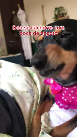 Doa-se cachorro