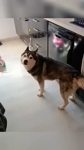 funny animals #pet #cat #dog #cute #animals #foryou #typ