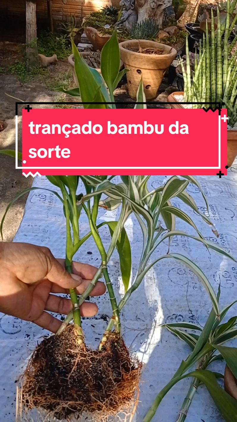 trançado bambu da sorte #bambu da sorte #trançado#tran trançado bambu da sorte 