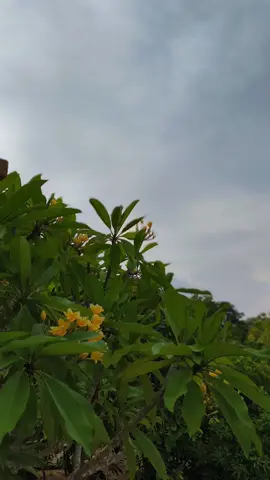 🔥 #fyp #vixion_modifikasi #vixionroadrace #video #Vixion 2912 Modif 