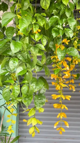 Lan hoàng dương còn được biết đến với tên hoa chuỗi vàng.   Tên khoa học Petraeovitex Bambusetorum. Loại cây này xuất phát từ Châu Mỹ và thích hợp với khí hậu ở Việt Nam, nơi nó phát triển mạnh mẽ. Lan hoàng dương là một trong những loại cây dễ trồng và thường được trồng để làm đẹp hoặc trang trí nhà cửa. Thân cây: Thân mềm mại, có thể uốn cong quanh ban công, giá đỡ hoặc tường rào. Cây thường đạt chiều cao từ 60 đến 250cm. Lá cây: Lá nhỏ, hình bầu dục và nhọn ở đầu. Chúng có nét tương đồng với lá của hoa thiên lý. Hoa: Hoa có màu vàng, thường nở phía đỉnh cây và tạo thành chuỗi dài kéo xuống, tạo cảm giác thú vị cho mắt nhìn. Thời gian nở hoa kéo dài từ mùa xuân đến mùa thu, tạo ra vẻ đẹp quanh năm. Do phù hợp với khí hậu Việt Nam, Lan hoàng dương được trồng nhiều ở các vùng miền. Loài cây này cũng phân bố rộng rãi trên thế giới, bao gồm khu vực Bắc Nam Mĩ, Trung Mĩ và Mexico. Trong số đó, Mexico là quốc gia trồng nhiều Lan hoàng dương nhất, nhờ khí hậu nhiệt đới và cận nhiệt đới thích hợp cho sự phát triển của cây. Cái tên “hoàng dương” mang  ý nghĩa của sự tái sinh với sức sống đầy mãnh liệt. Dân gian có câu “mượn xác hoàng dương” để nói rằng cuộc sống có một lần duy nhất để sống lại, ngay cả khi nó chỉ là ánh nắng chiều cuối cùng của dòng đời.              #Lanhoàngdương.                  #PetraeovitexBambusetorum.