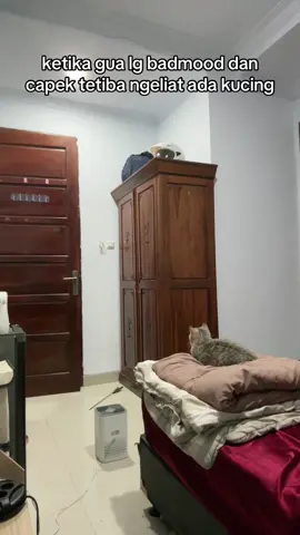 nyium kucing kek berasa nyium bayi bikin tenang baunya