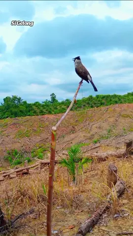 Pikat Ajaran Tua hutan memanggil Teman, Full video di youtube : Gepin Anggara #pikatkutilang #pikatkutilanggacor #pikatkutilangranting #pikatkutilangcengkram #pikatkutilangmudahhutan #pikatkutilangindonesia #burungkutilang #suaraburungkutilang #fyp #fypシ゚ 