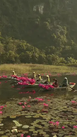 Khung cảnh đẹp như mơ này, chỉ có thể là Tam Cốc! 🌸 Hãy đến Tam Cốc vào một sớm thu trong veo, khi từng làn sương còn đọng trên những cánh hoa súng, khi ánh mặt trời nghiêng nghiêng dáng núi, trải vàng xuống dòng Ngô Đồng. Ở đó, bạn sẽ cảm nhận được hương đồng nội phảng phất trong gió, thấy lòng nhẹ nhàng giữa vẻ đẹp hoang sơ, bình yên đến lạ. Mùa hoa súng Tam Cốc, như những nét cọ dịu dàng của tạo hóa, tạo nên bức tranh đầy chất thơ nơi núi non sông nước. 🌅 Hãy để tâm hồn thư giãn trong không gian thơ mộng này và tận hưởng từng khoảnh khắc tuyệt đẹp mà thiên nhiên đã ban tặng. Xin cảm ơn nhiếp ảnh gia Phạm Hoàng Cương đã ghi lại những khung hình tuyệt đẹp này! ❤ ------------------------------------ Khu du lịch Tam Cốc - Bích Động #tamcoc #trangan #ninhbinh #vietnam #disantrangan #unesco #trending #fyp #travel #reviewninhbinh #reviewtrangan #xuhuongtiktok #disanvietnam  #tamcoc #ninhbinh #bichdong #trangan #disantrangan