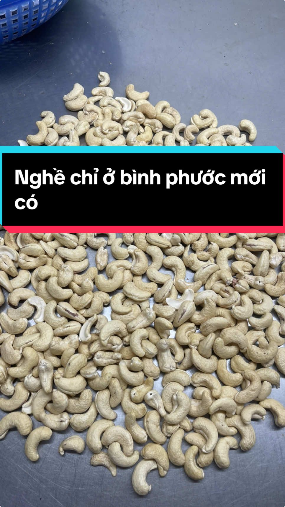 Nghề mà chỉ ở Bình phước mới có!!!!#hạtđiều #cashew #điều_Hải_Hà