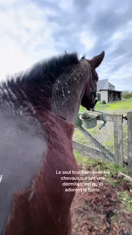 C’est le seul point positif #horse #hiver #pourtoi #cavalier #horseriding #fyp #dermite #poney 