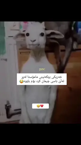 😌💔 #kurd #kurdish #duhok #barzani #kirkuk #kurdstan #kurdistan #explore #kurdistani #explor #hawler #hawlir #slemani #slemany #foryou #foryoupage#imravo✅ #1millionaudition #viral #fly #flypシ