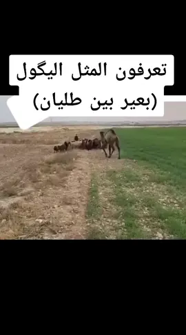 بعير بين طليان #العرب #العربي #العراق #الصحراء 