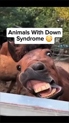Animals with down syndrome 😳 #animal #downsyndrome #amazing #scary #xyzabc #disability #lion #horse #cat #giraffe #bear #fyp #foruyou 