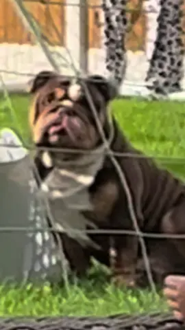 His face 😂😂#gary #englishbulldog #garythebulldog #bulldog #funnydogs #englishbulldogsoftiktok #bullsoftiktok #kinggary #britishbulldog #cute #naughtydog #garythebulldog2 