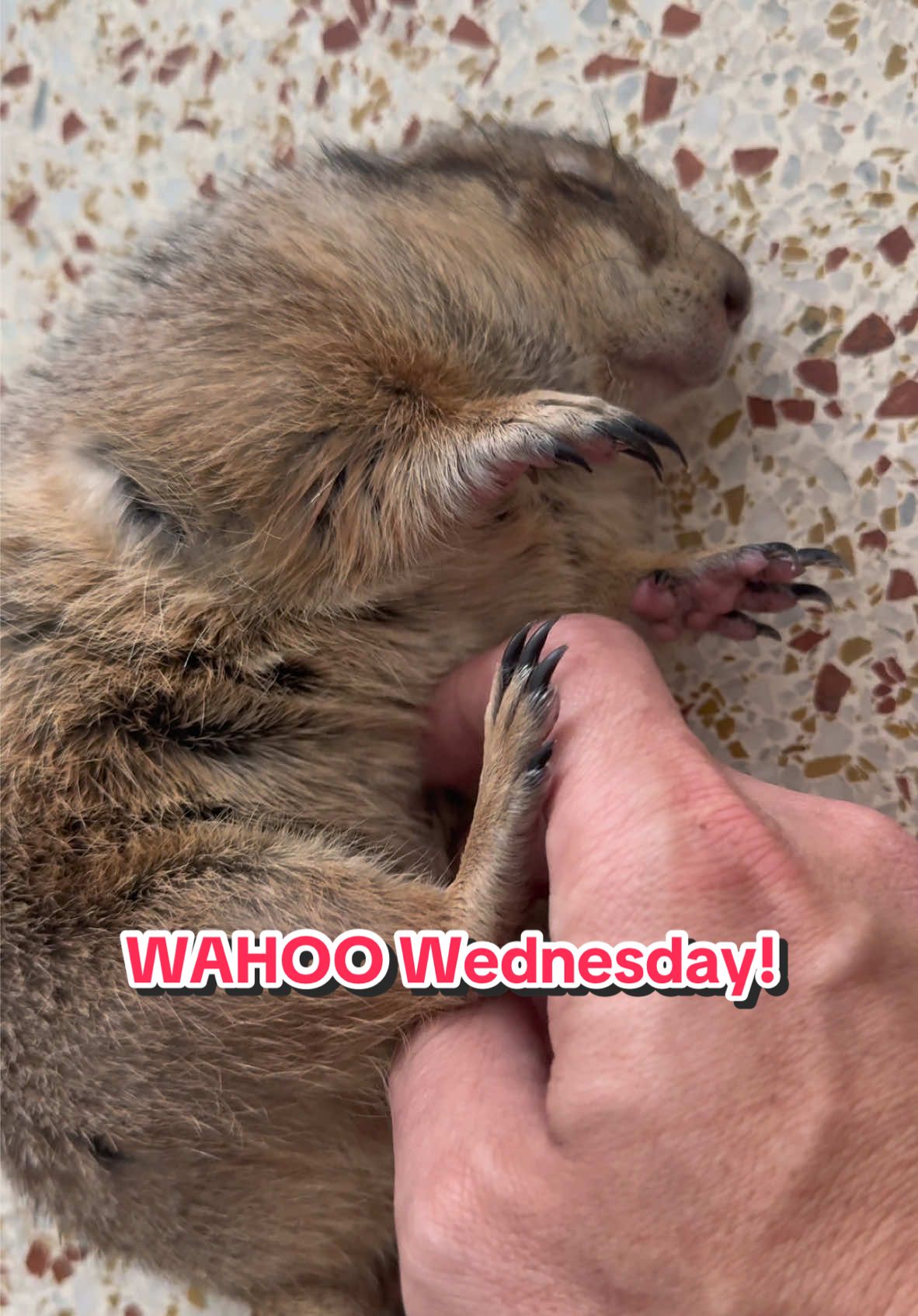 It’s WAHOOO Wednesday!!!! 😂❤️ She always puts everything she has into her Wahoos ❤️ • • • #prairiedog #animals #pet #fyp #viral #tiktokanimals #wahoo 