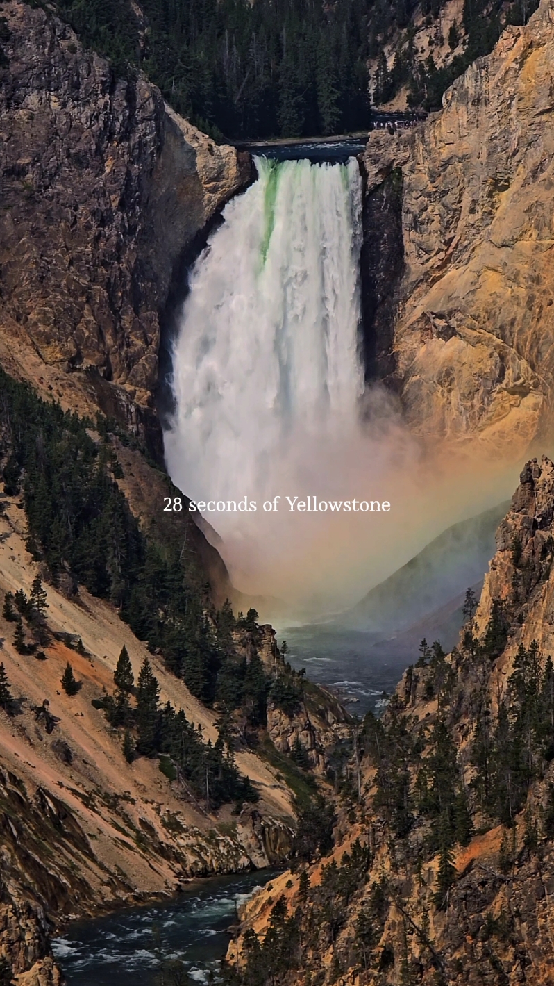 28 seconds out of unlimited memories 💚 #yellowstone #yellowstonenationalpark #wyoming #nationalpark #bison #wolf #bear #blackbear #grizzlybear #oldfaithful #roadtrip #travel 