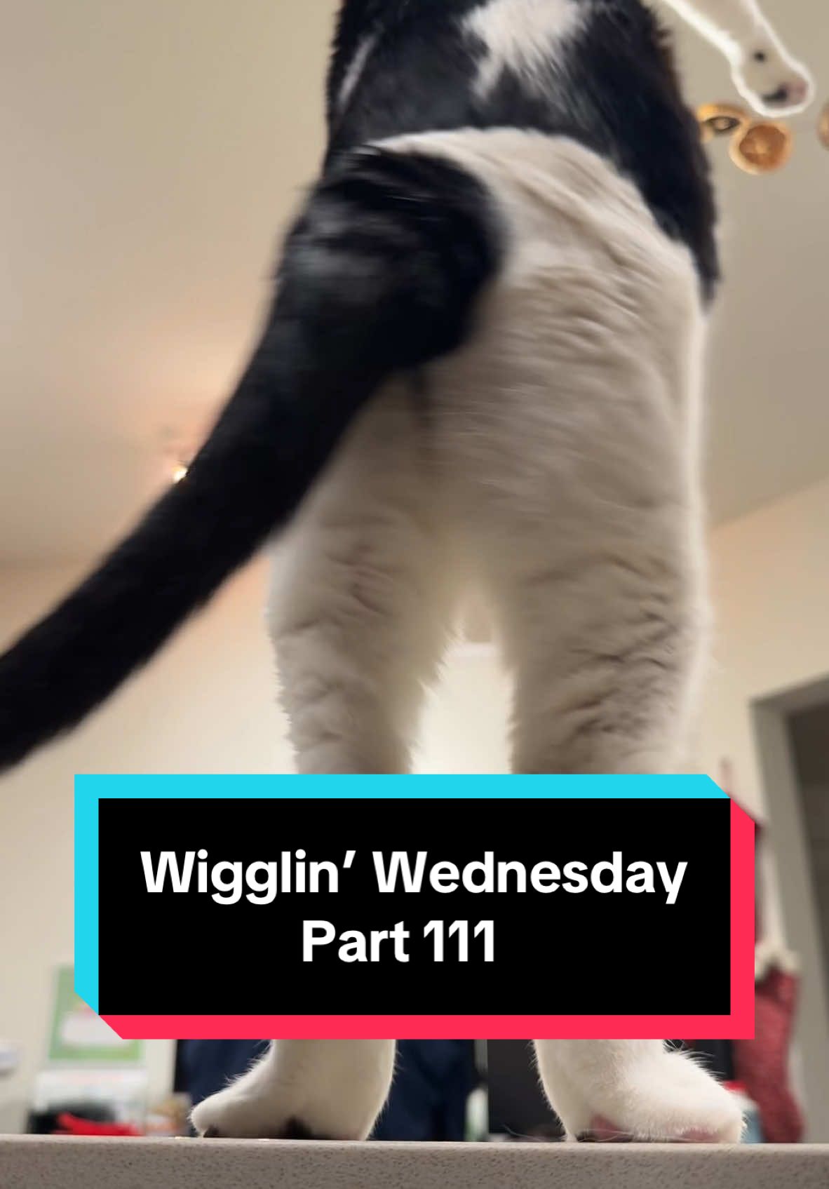 Wigglin’ Wednesday Part 111 🕺😶‍🌫️😈 the after-work wiggle party 🦭🔥 #cat #catsoftiktok #wigglinwednesday #melonnfinn #fyp