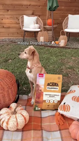This is your sign to celebrate Dogsgiving and take your pup on picnic, serving ACANA dog food 🐶❤️🦴 #ad Humans shouldn’t be the only ones who get a celebration for Thanksgiving! Townes is my *best friend* and to celebrate my favorite little guy, I took Townes on a Dogsgiving picnic in our backyard, serving him his favorite ACANA Classics Chicken & Barley recipe with Free-Run Chicken. Townes absolutely LOVES it, and I have peace of mind knowing Townes gets the best ingredients possible to support a long and healthy life. Happy Dogsgiving to those who celebrate! Link in my bio to stock up on your Dogsgiving essentials 🐾❤️ #ACANAFamily #ACANAPartner #ACANAClassics