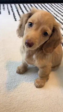 Everyone needs a long haired blonde dachshund #miniaturedachshund #miniaturedachshundpuppy #dogsoftiktok #dachshund #puppytiktok #fyp