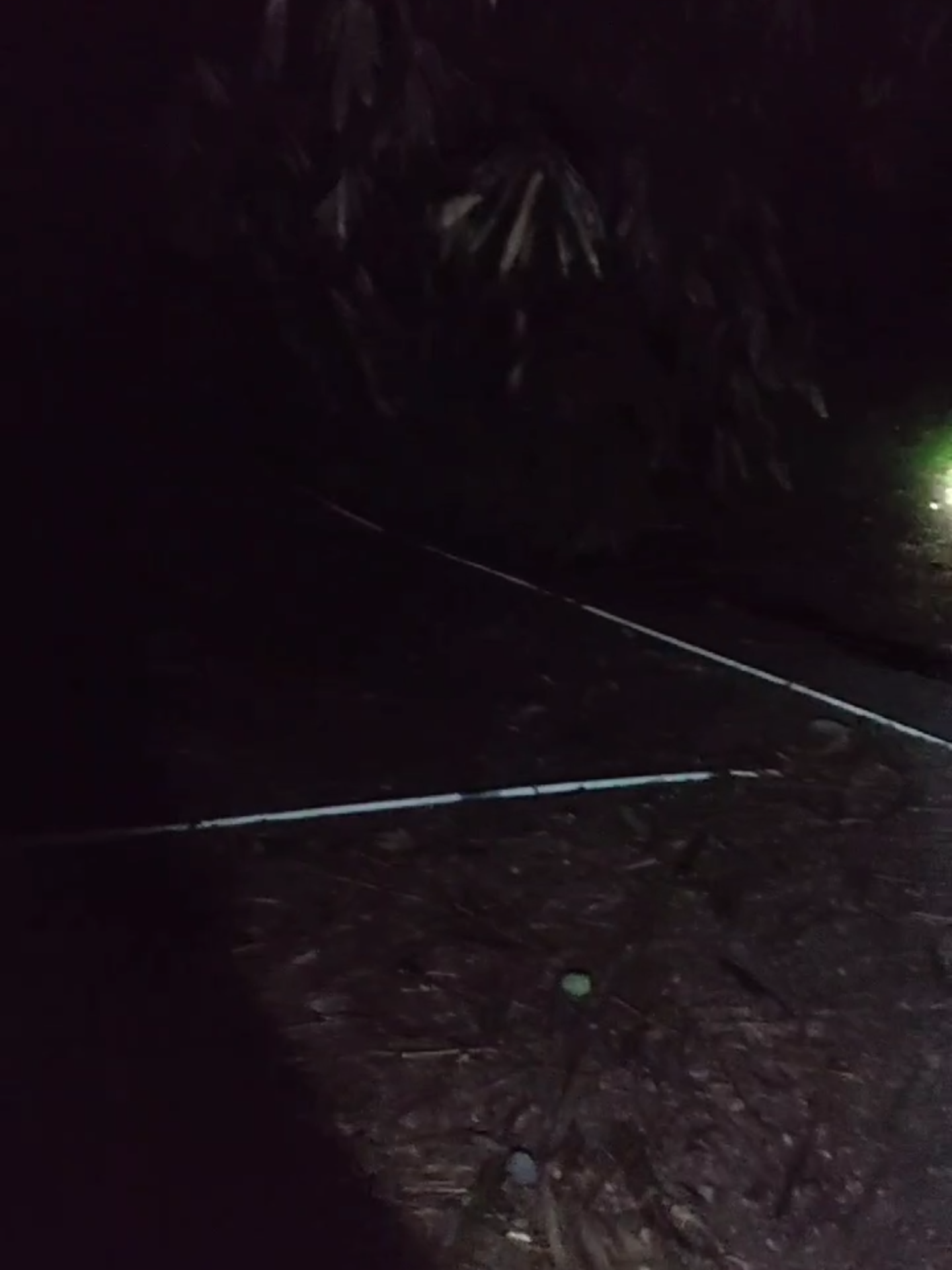 berburu mbak kunti di balik pohon bambu rimbu #kuntilanak #horror #petualangmalam #malamjumaat