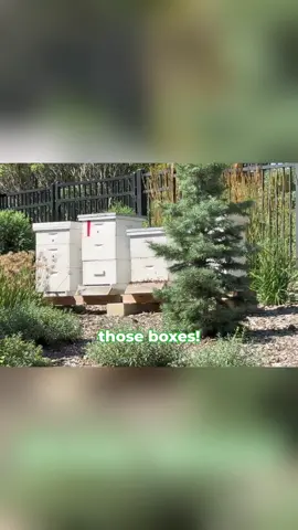 Just another day with my lovely family picking on me. 🤣 All in fun, of course. I am allergic to bees but not really scared of them. Had to go along with it! 😉#bees #boymom #momlife #fyp #allergies 