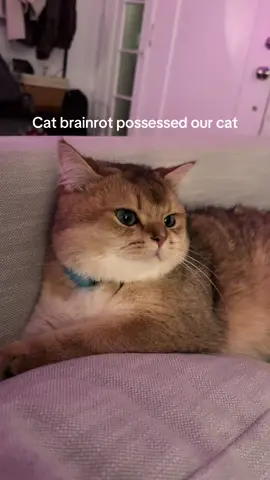 You can see the exact moment he locked in O_O #catbrainrot #brainrot #catmeme #britishshorthair #meow #thenetflixcat 