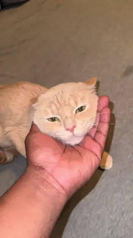 My cat max needed a hair cut look what I got him #gooadpet #pethairremoval#doghairremoval#pethairremover#pet#dogshair #groomer #groomersoftiktok #petgrooming #petgroomingkit 